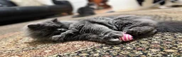 British Longhair cats for sale: Two British Blue longhair siblings - Advert 7