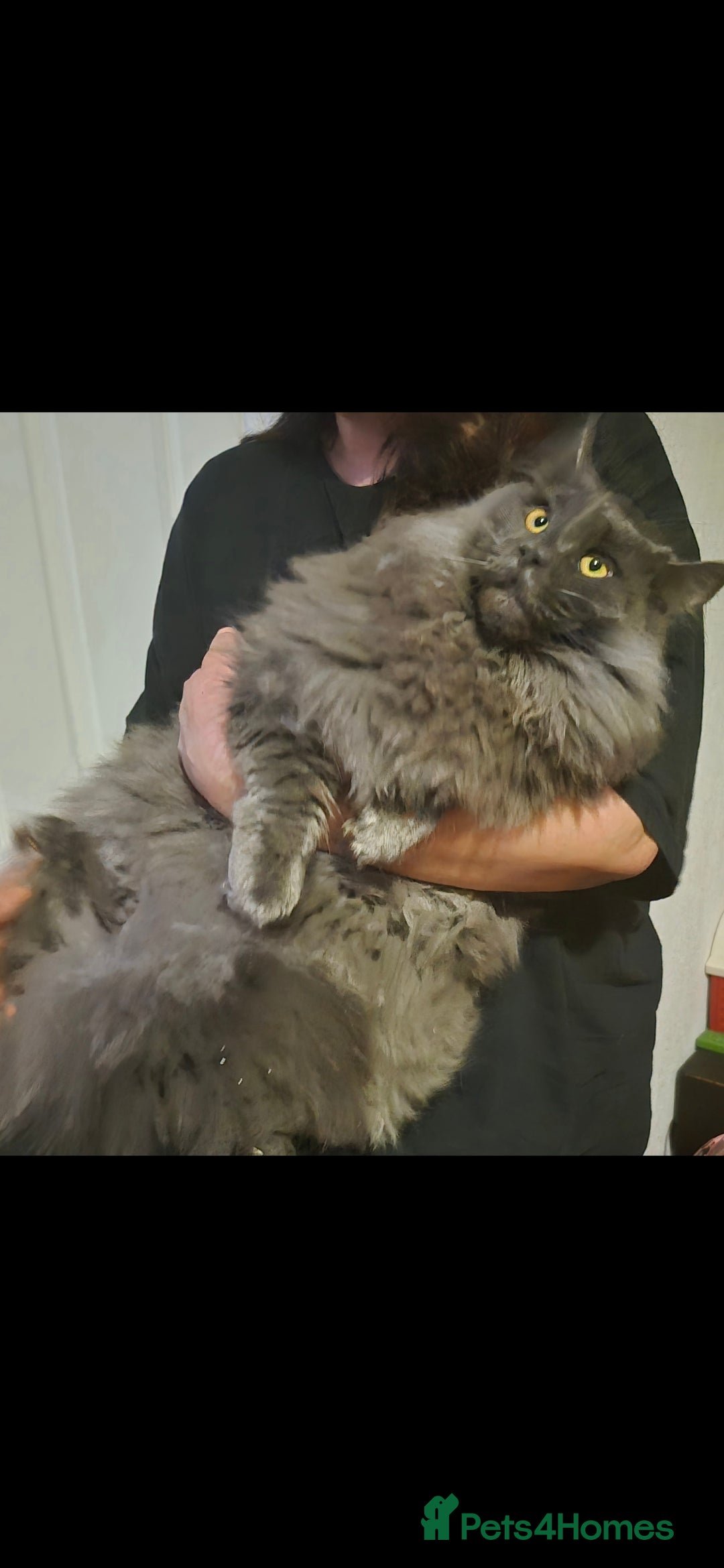 Maine Coon cats for sale: Stunning male maine coon - Advert 2