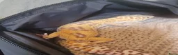 Leopard Gecko reptiles for sale: Leopard gecko for sale with the viv - Advert 9