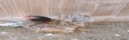 Chickens poultry for sale: Serama chickens in Bedford - Advert 4