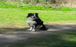 Border Collie dogs for stud: Boris/ 2.5 years old/ KC/ISDS member/Tricolor. - Image 3