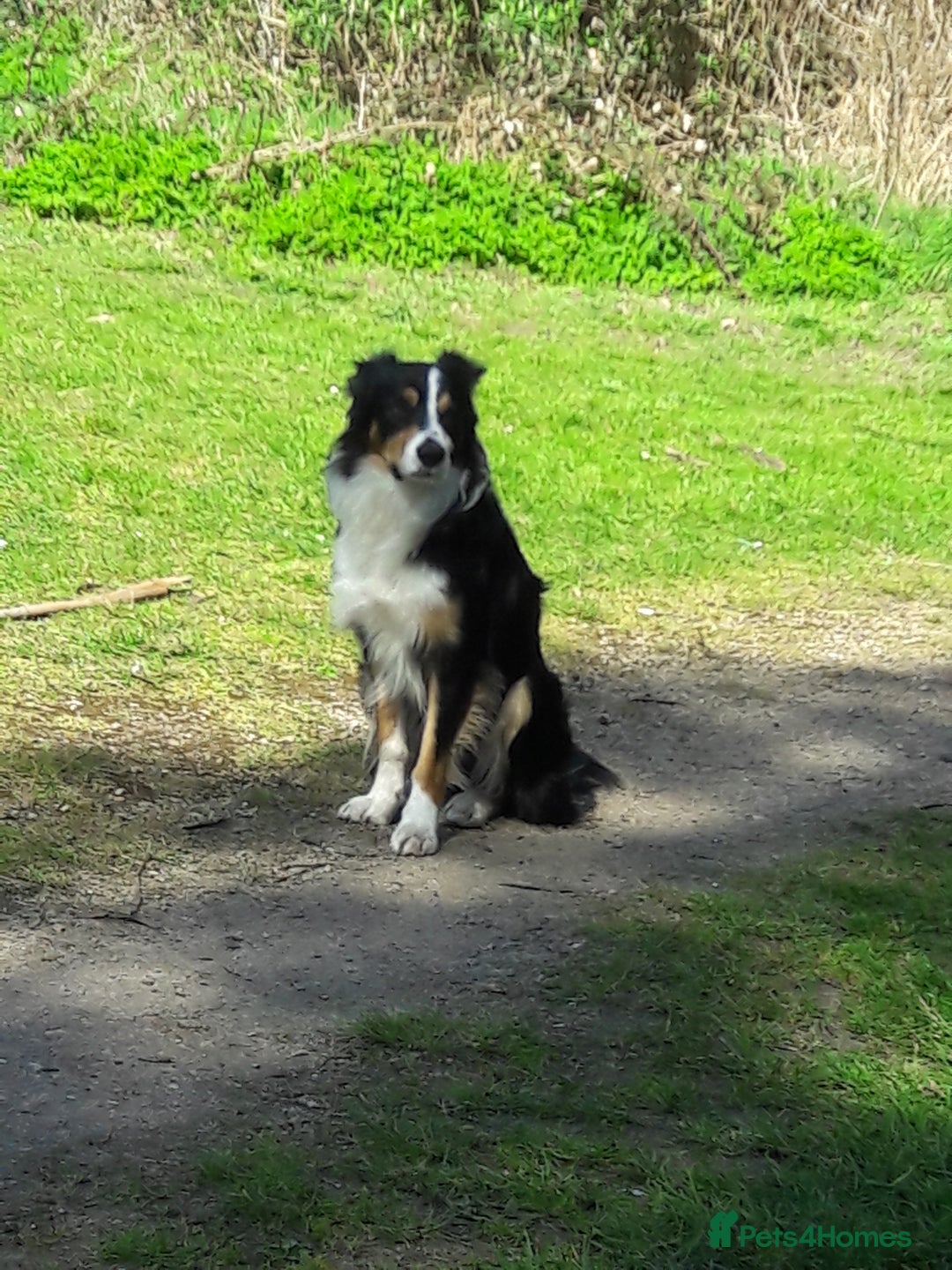 Border Collie dogs for stud: Boris/ 2.5 years old/ KC/ISDS member/Tricolor. - Image 3