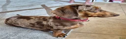 Miniature Dachshund dogs for sale: Gorgeous little isabella and tan boy - Advert 3