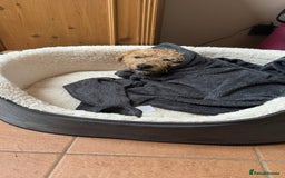 Mixed Breed dogs for sale: Lakeland/Border Terrier for sale - Image 4