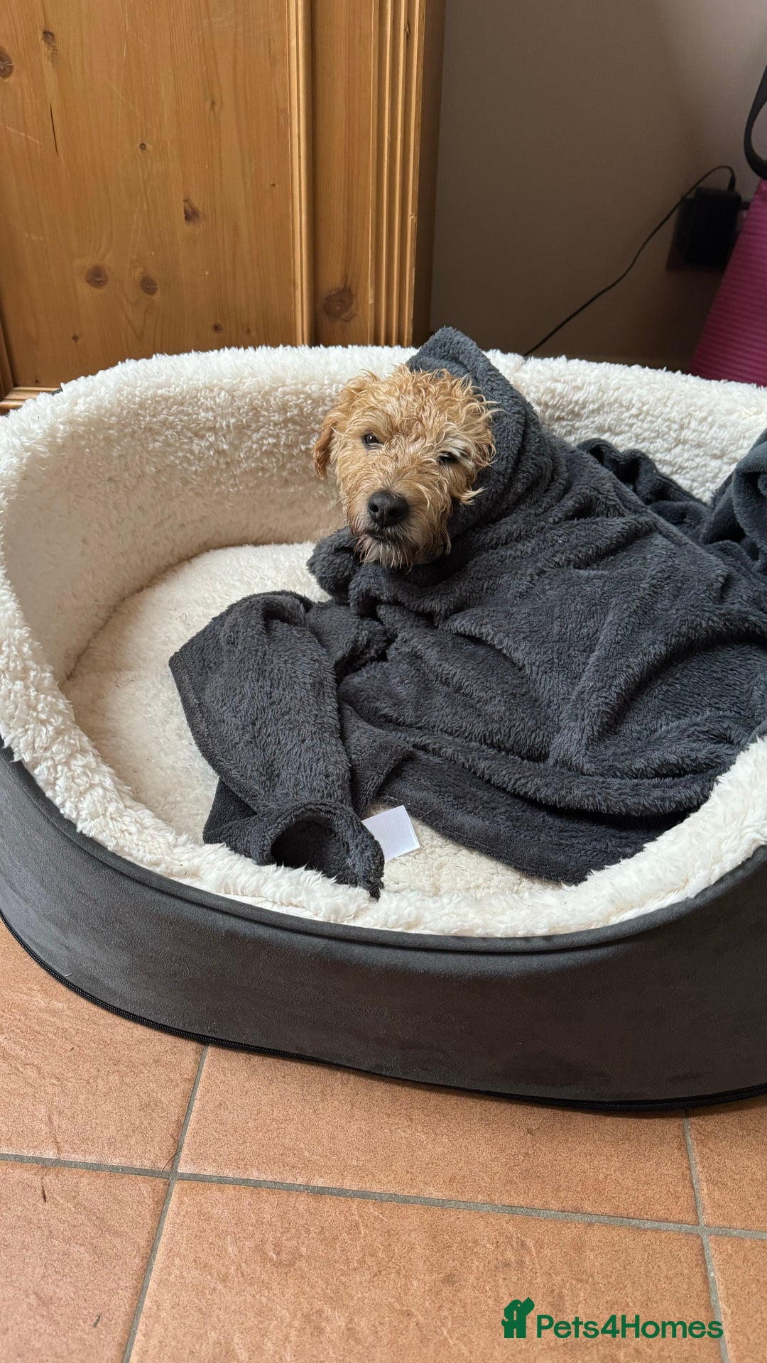 Mixed Breed dogs for sale: Lakeland/Border Terrier for sale - Image 4