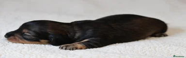 Miniature Dachshund 5