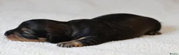 Miniature Dachshund dogs for sale: 5*Licensed+KCreg+Vetchecked+PRAclear+LONG HAIRED - Advert 24