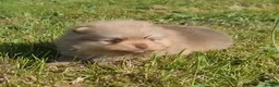 Pomeranian dogs for sale: 🐾🌟 Beautiful Pomeranian Puppies 🌟🐾 - Advert 26