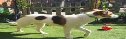 Mixed Breed dogs for adoption: MELODY ( FOSTER TO ADOPT)  - Advert 3