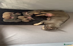 French Bulldog dogs for sale: Frenchie pups KC Registered  - Image 8