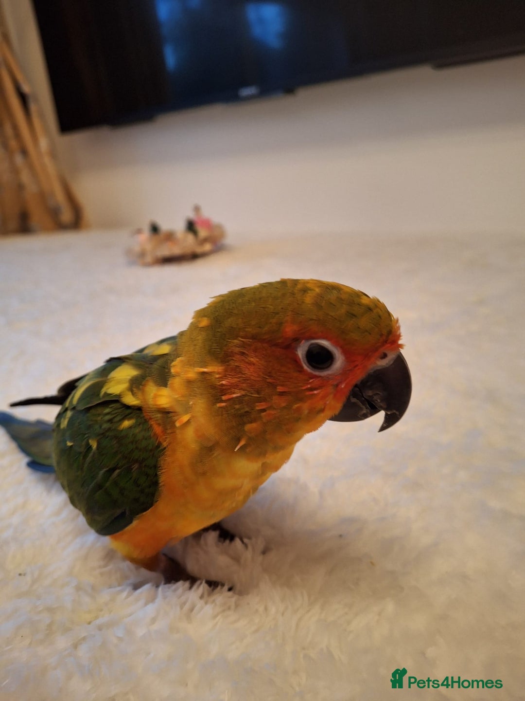 Conures birds for sale: Mango Conure - Advert 9