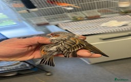 Canaries birds for sale: Mixed canaries for sale! - Image 1