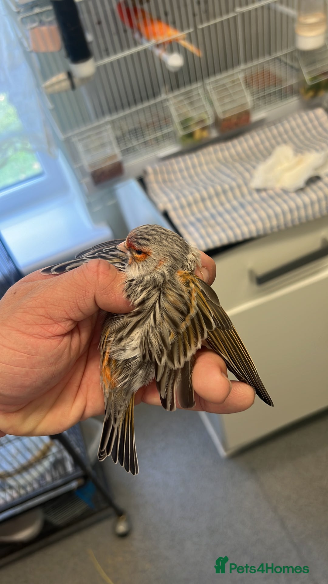 Canaries birds for sale: Mixed canaries for sale! - Image 1