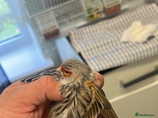 Canaries birds for sale - Advert 1