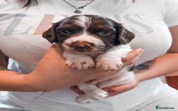 English Springer Spaniel dogs for sale: Ready now KC Reg Working Springer Spaniel Puppies - Image 10