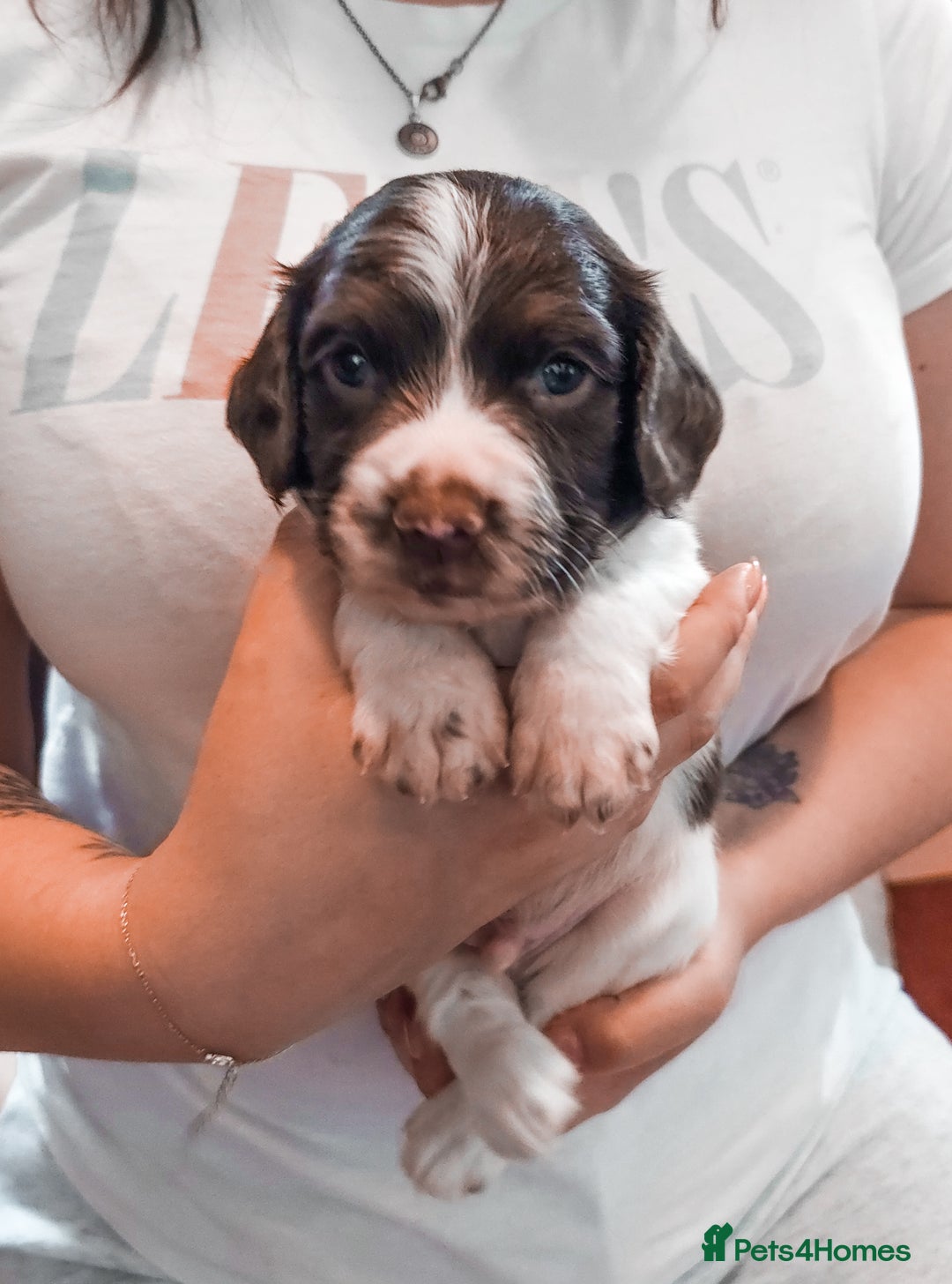 English Springer Spaniel dogs for sale: Ready now KC Reg Working Springer Spaniel Puppies - Image 10