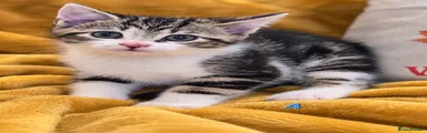 Boy 4