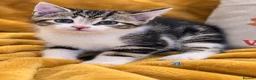 Mixed Breed cats for sale: 🐾 6 Adorable & Playful Kittens - 1 Girl & 5 Boys - Advert 19