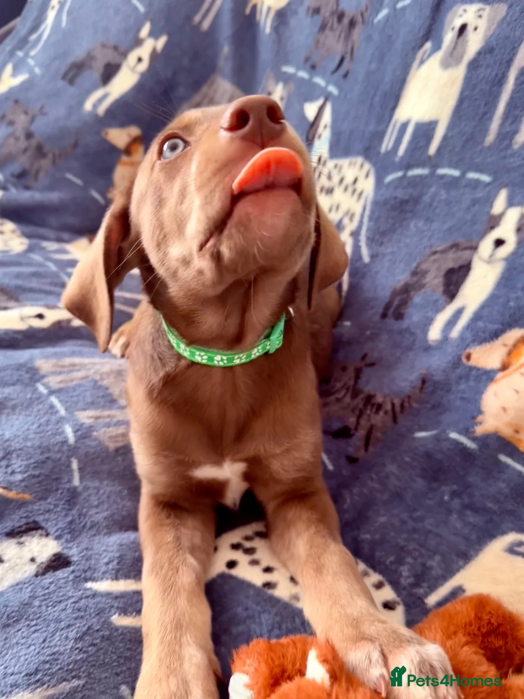 Mixed Breed dogs for sale:  ❤️Last 2! HUSKY SHEPHERD X WEIMARANER BOYS READY - Advert 32
