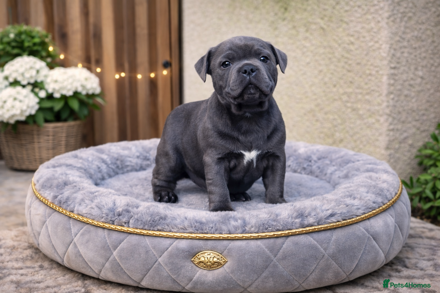 Staffordshire Bull Terrier dogs SHOW QUALITY PUPS AVAILABLE WOW - Advert 5