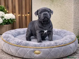 Staffordshire Bull Terrier dogs SHOW QUALITY PUPS AVAILABLE WOW - Advert 5