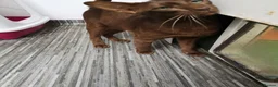 Oriental cats for sale: Oriental Chocolate. GCCF - Advert 5