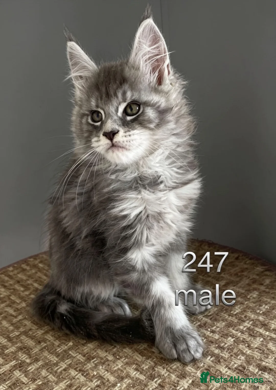 Maine Coon cats for sale: Pedigree Maine Coons - Advert 1
