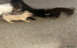 Chihuahua dogs for sale: Beautiful tiny girls chihuahuas  - Image 8