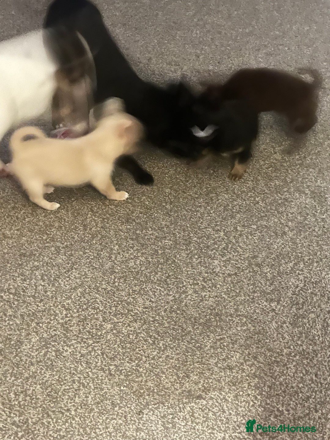 Chihuahua dogs for sale: Beautiful tiny girls chihuahuas  - Image 8