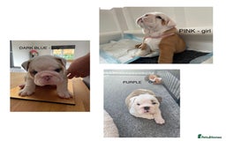 English Bulldog dogs for stud: Apollo 1 bulldog HUU clear stud boy in York - Image 4