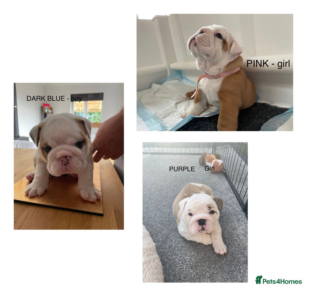 English Bulldog dogs for stud: Apollo 1 bulldog HUU clear stud boy in York - Image 4