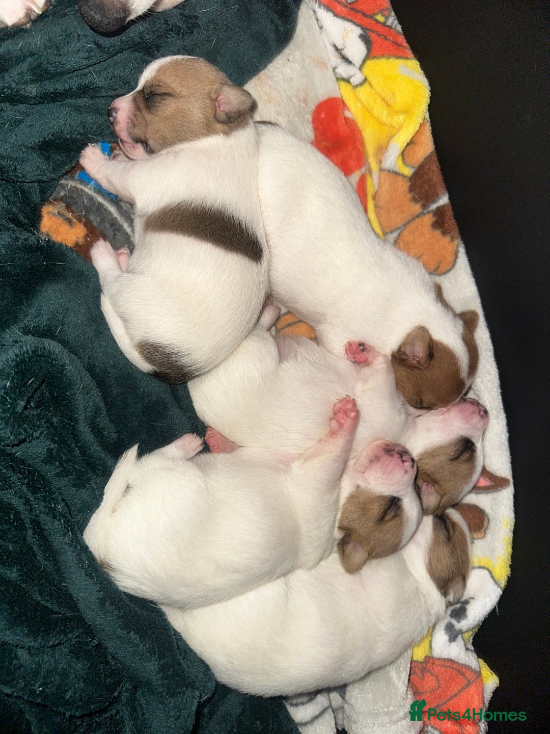 Jack Russell dogs for sale: 3 beautiful Jack russels left  - Advert 1