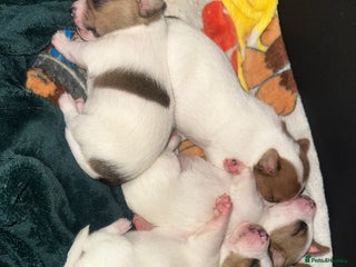 Jack Russell dogs 3 beautiful Jack russels left - Advert 11