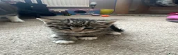 Mixed Breed cats for sale: Beautiful kittens for sale - Advert 2
