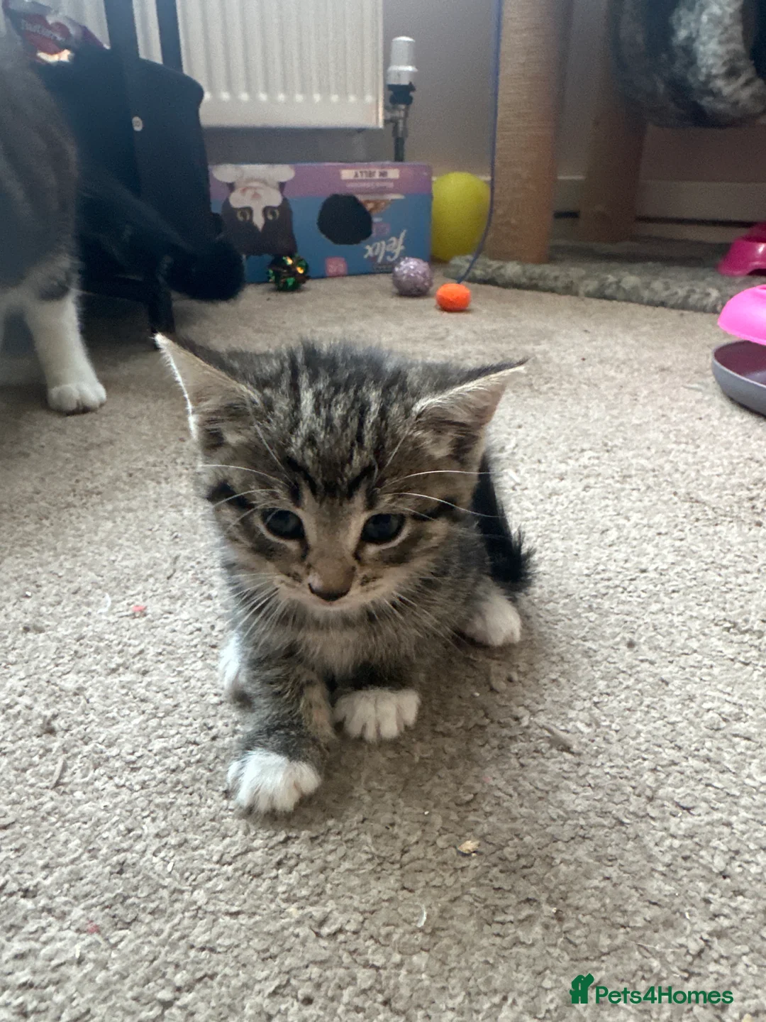Mixed Breed cats for sale: Beautiful kittens for sale - Advert 2