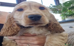 Cocker Spaniel dogs for sale: Pedigree English Show Cocker Spaniel Puppies - Image 1