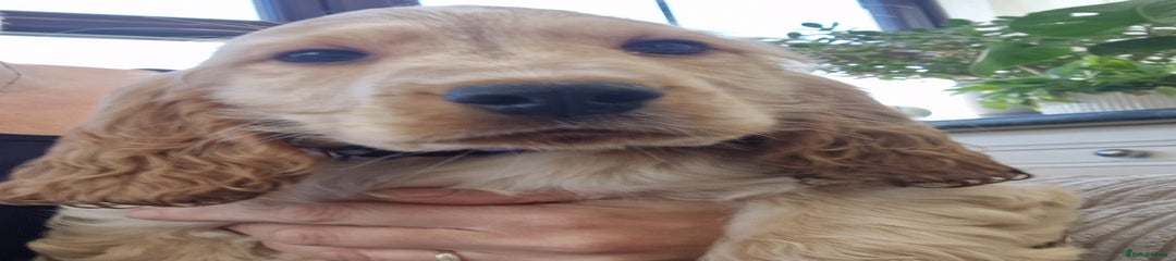 Cocker Spaniel Puppy 1