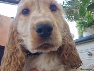 Cocker Spaniel dogs - Advert 19