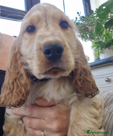 Cocker Spaniel dogs - Advert 12