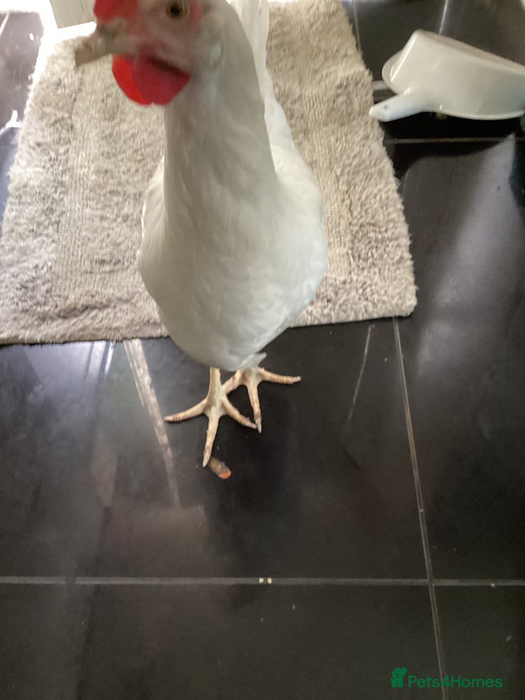 Chickens poultry for sale: Young laying Hen needs a new home - Image 3