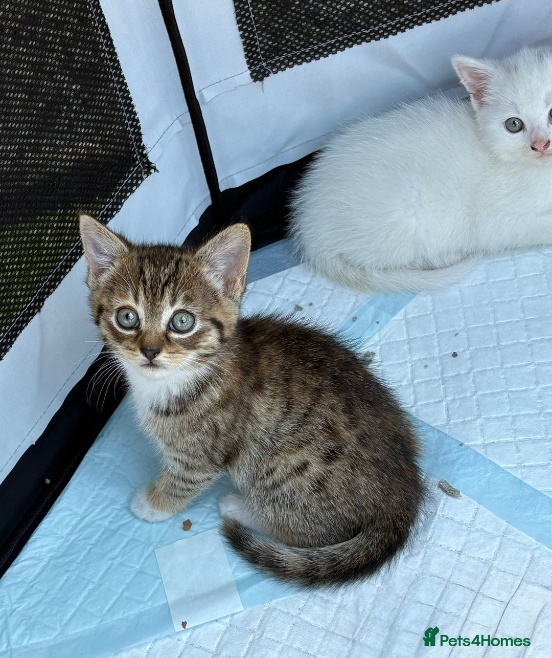 British Shorthair cats for sale: Adorable Kittens! - Image 21