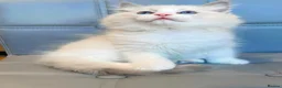 Ragdoll cats for sale: Pure Ragdoll kittens Registered and DNA tested  - Advert 23