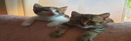 Mixed Breed cats for sale: Beautiful Male Kittens  - Advert 12