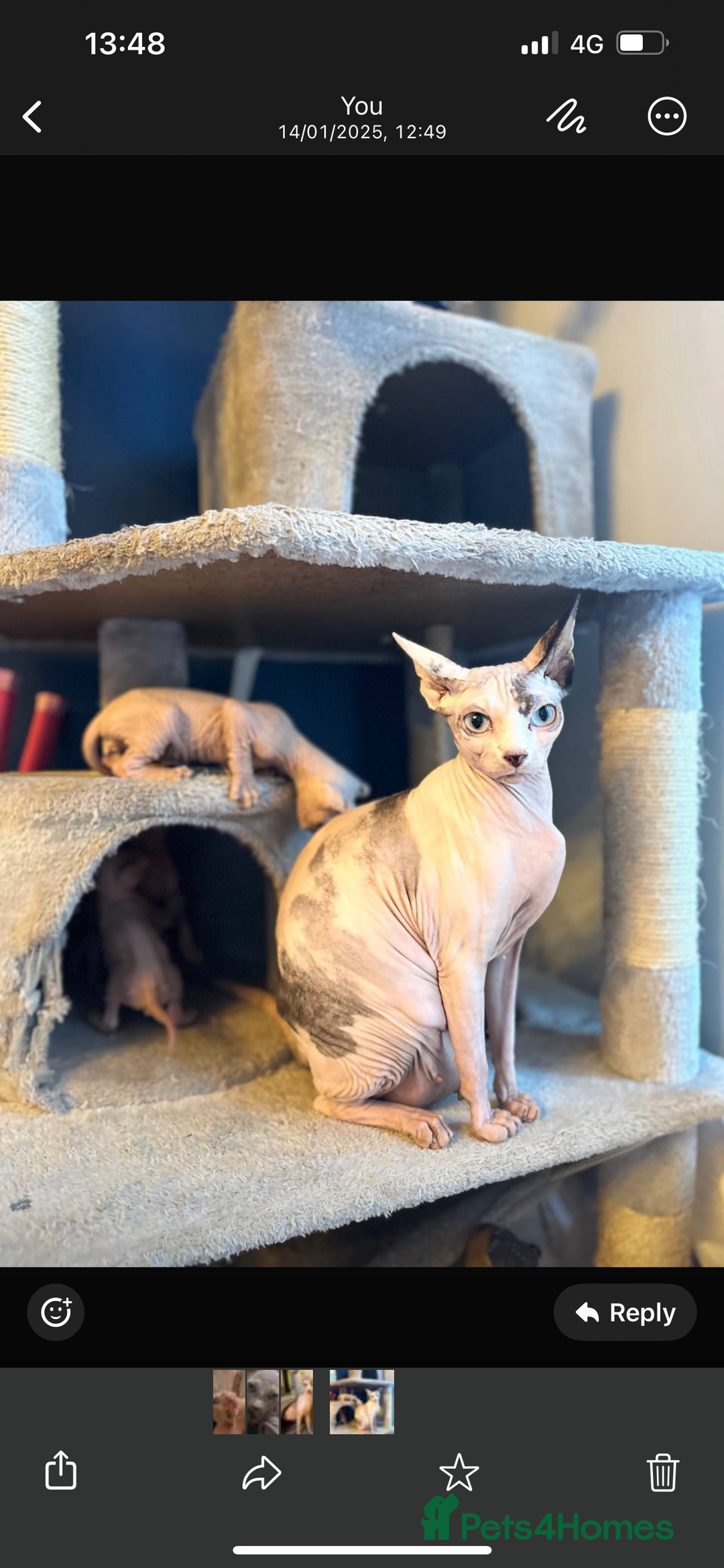 Sphynx cats for sale: Beautiful Pure Sphynx Kittens – Ready Now! - Image 2