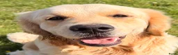 Golden Retriever dogs for stud: Exceptional Proven Stud - Advert 14