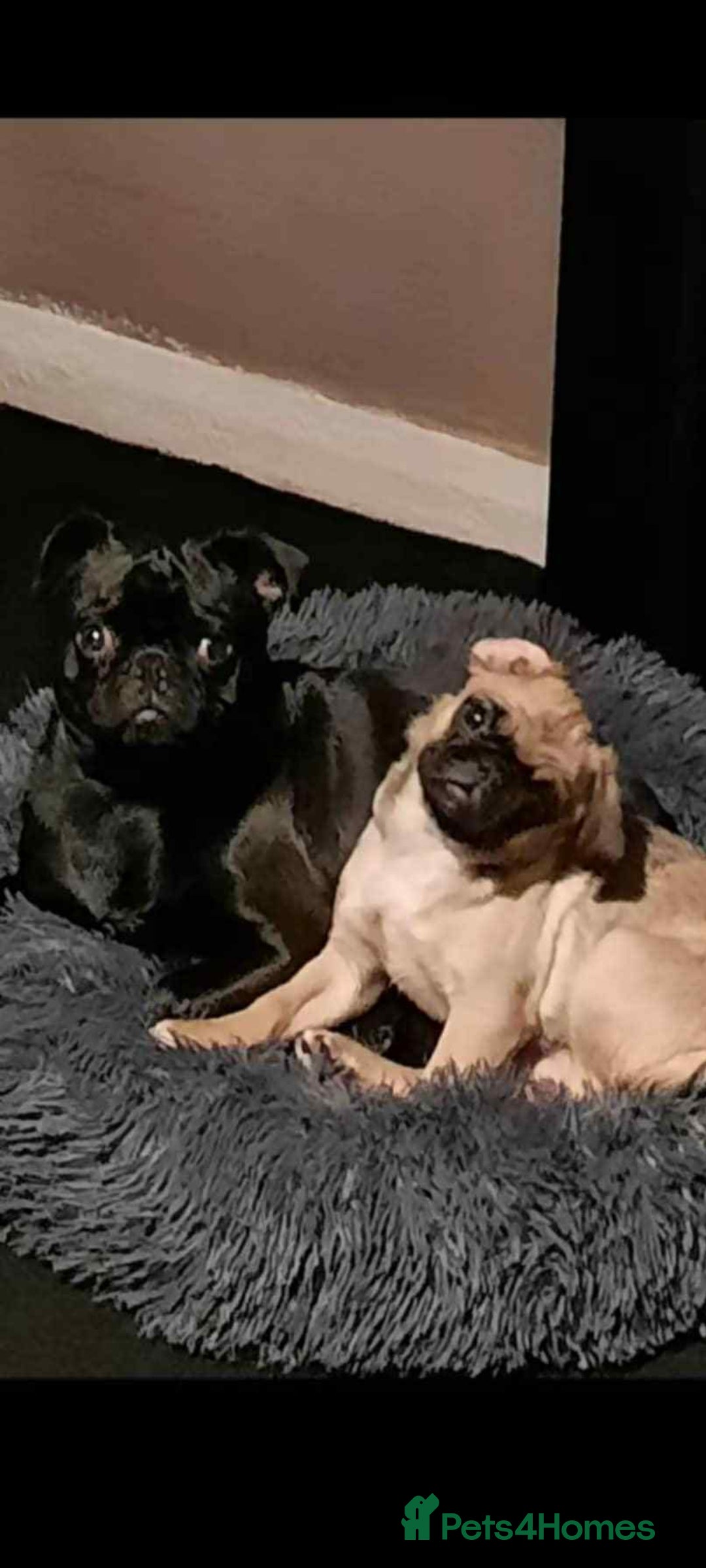 Pug dogs for sale: Pug puppies  - Image 7