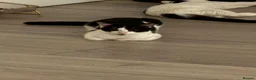 Mixed Breed cats for sale: 4 kittens looking for a loving home - Advert 8