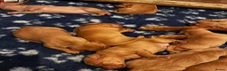 Hungarian Vizsla dogs for sale: 5* HUNGARIAN VIZSLA PUPPIES KC REGISTERED  - Advert 2