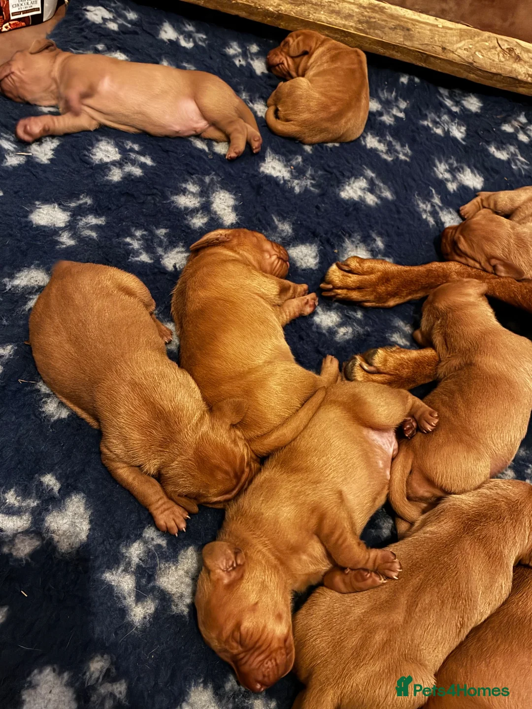 Hungarian Vizsla dogs for sale: 5* HUNGARIAN VIZSLA PUPPIES KC REGISTERED  - Advert 2