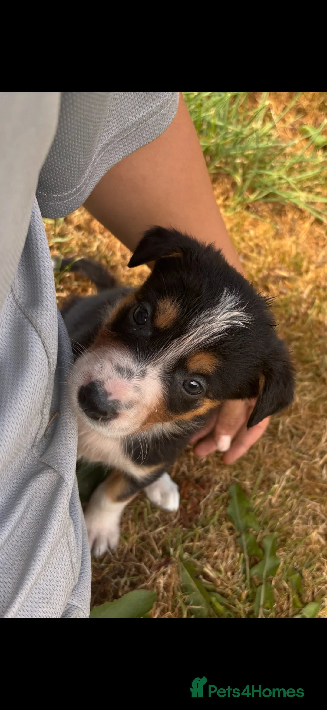 Border Collie dogs for sale: 9 Border Collie Puppies For Sale - Advert 1